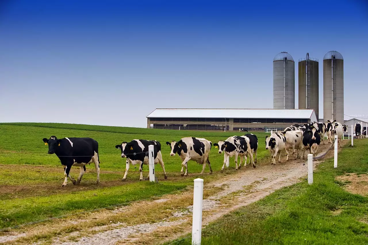 El impacto ambiental de la producción de lácteos y cómo reducir su huella de carbono